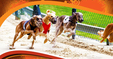 Wonderland Greyhound Park